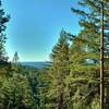 The Santa Cruz Mountains and Pacific Ocean in the distance, are seen through firs along Aptos Creek Fire Road