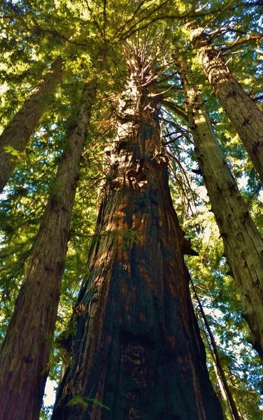 A HUGE (about 10 feet across) old growth redwood, escaped both logging and fire, to dominate the redwoods around it today.