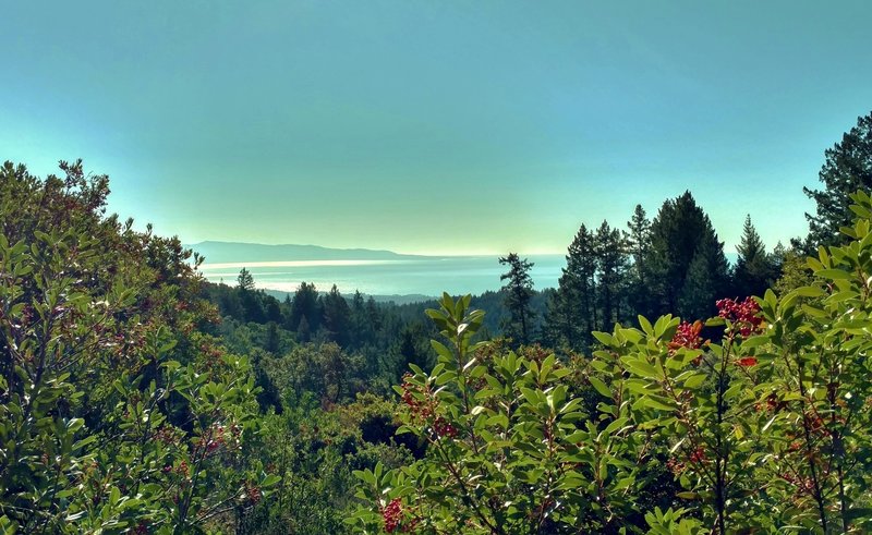 The Pacific Ocean sparkles on a clear December afternoon, from high on Aptos Creek Fire Road.