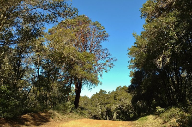 Manzanita and oaks along a high section of Aptos Creek Fire Road