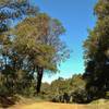 Manzanita and oaks along a high section of Aptos Creek Fire Road