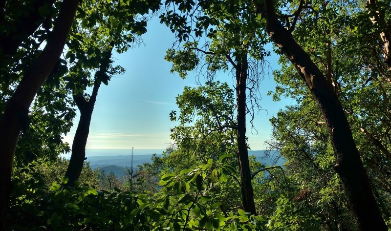 Santa Cruz Mountains and Pacific Ocean, are seen through the trees along Bacon Trail.