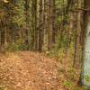 The soft pine needle bedding and tunnel at the beginning of the Cherry Tree Trail