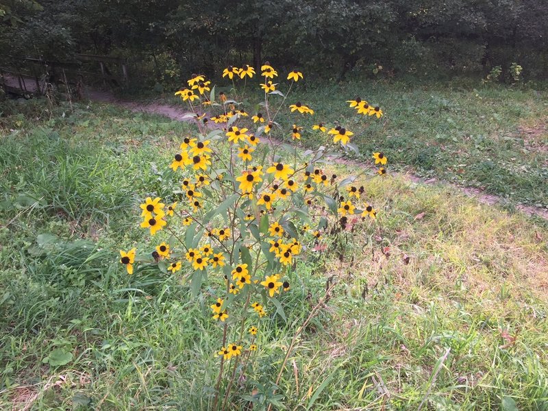 Black-eyed susans along the North South Bisector Trail.