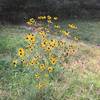 Black-eyed susans along the North South Bisector Trail.