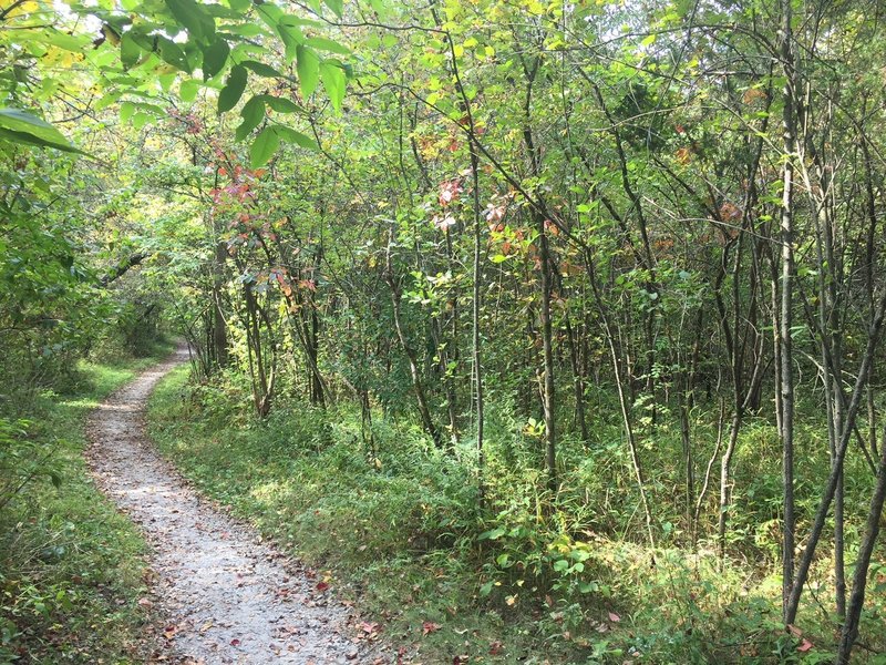 Winding through the trees.