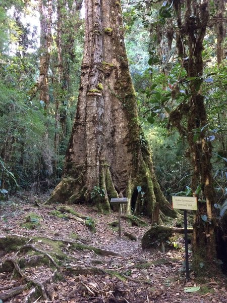 Centenary Oak