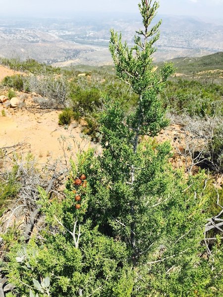 Tecate Cypress