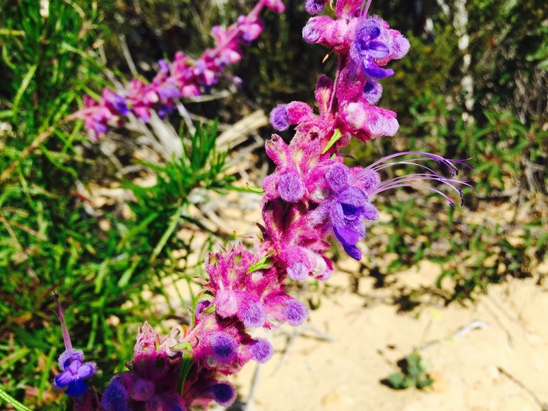 Wildflowers along Coal Canyon Trail