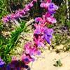 Wildflowers along Coal Canyon Trail