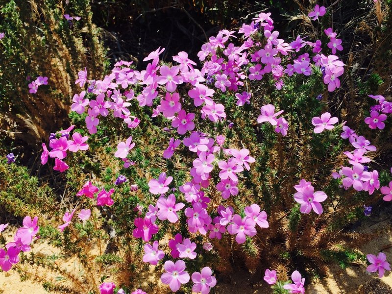 Wildflowers along Coal Canyon Trail