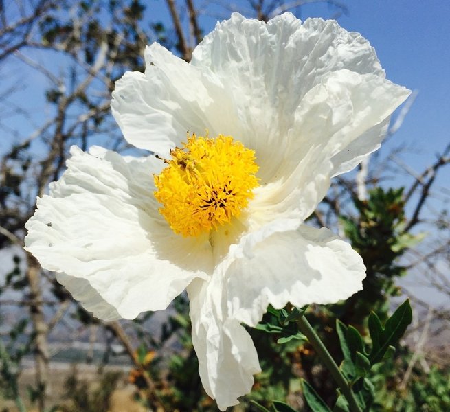 Wildflower along Coal Canyon Trail