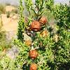 Tecate Cypress Cones