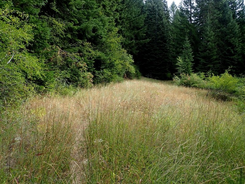 Today's trail to Boccard Point was once an old road