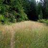 Today's trail to Boccard Point was once an old road