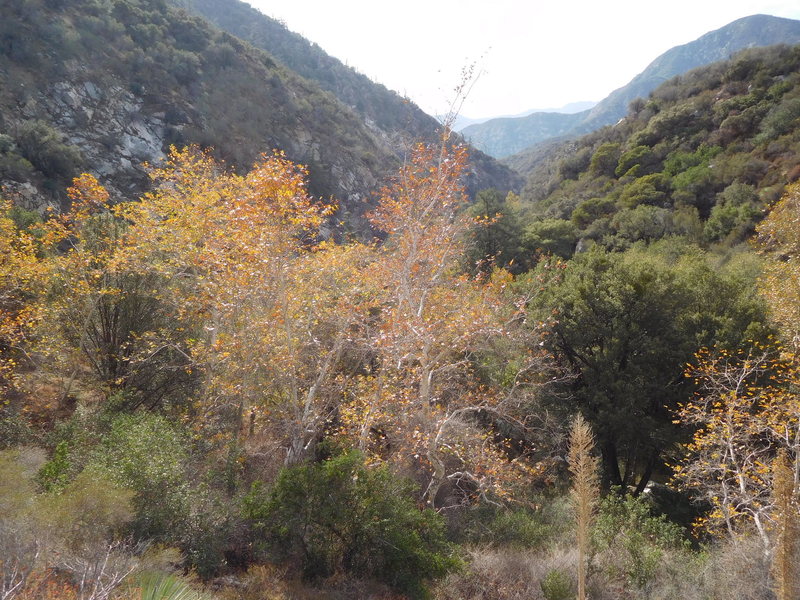 Sycamore trees in fall colors along Bear Creek