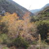 Sycamore trees in fall colors along Bear Creek