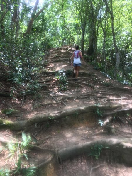 Typical terrain at the trails in Ilha Grande.