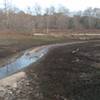 Wetland portion of Neuse River