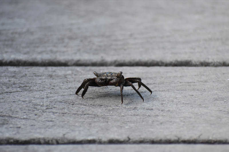 one of plenty of crabs on the boardwalk