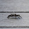 one of plenty of crabs on the boardwalk