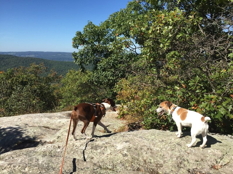 Pups taking a water break on Cobble Mountain