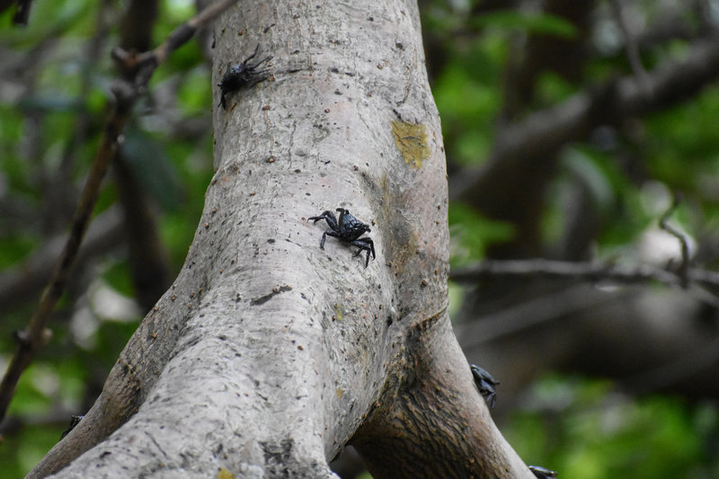 The mangroves in this area are loaded with crabs.