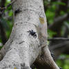 The mangroves in this area are loaded with crabs.