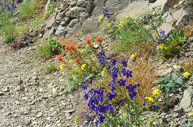 Wildflowers along Bald Mountain viewpoint.