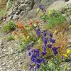 Wildflowers along Bald Mountain viewpoint.