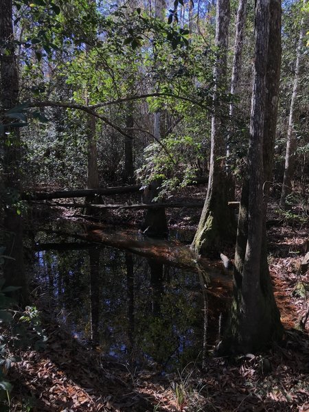 Cypress in still water along the trail