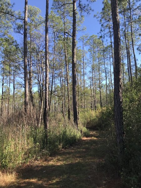 Large open Loblolly pine forest