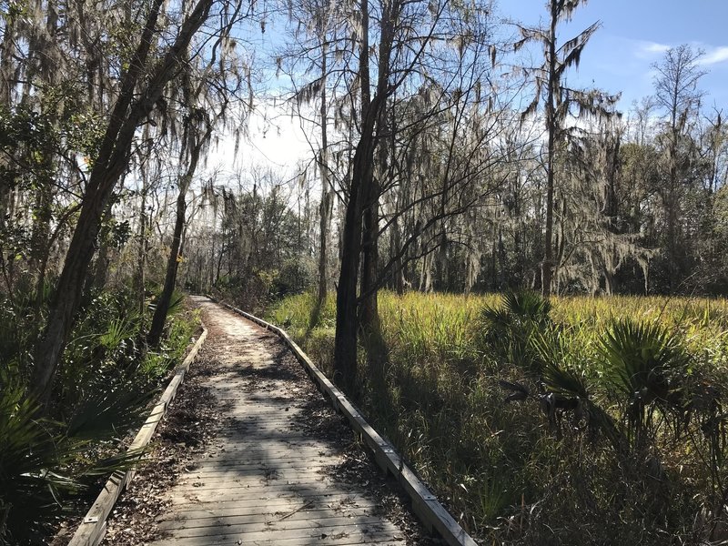 Raised boardwalk cutting through the swampy edge of Bogue Homa