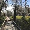 Raised boardwalk cutting through the swampy edge of Bogue Homa