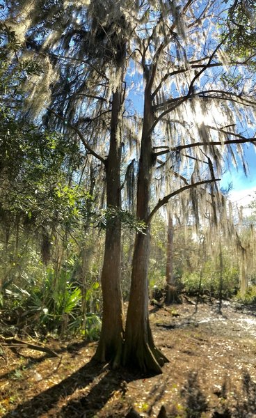 Tall cypress on the Pearl River