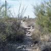 The trail makes its way through a wash where summer rains drain away from the campground.