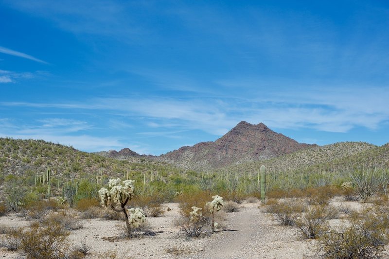 As the trail passes the Amphitheater, you get a great view of Twin Peaks and the desert landscape.