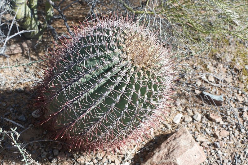 A cacti sits beside the trail.  In the spring, this cacti will bloom, making the trail a good one to see the cacti as they show off a little color.