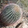 A cacti sits beside the trail.  In the spring, this cacti will bloom, making the trail a good one to see the cacti as they show off a little color.