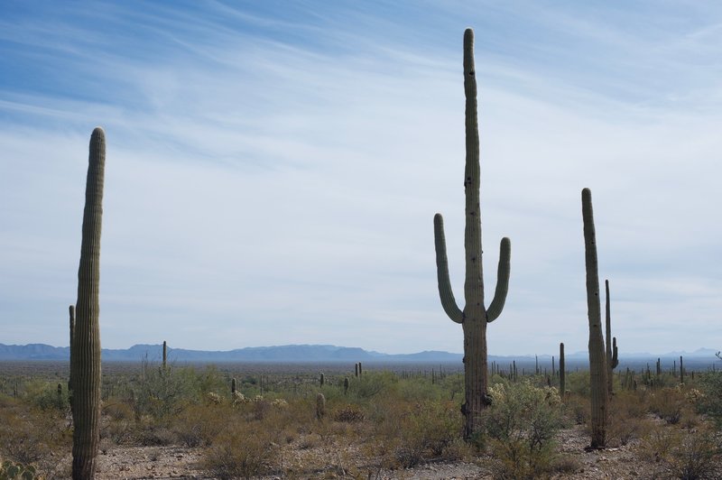 Saguaro cacti stand tall in the desert while mountains sit off in the distance.