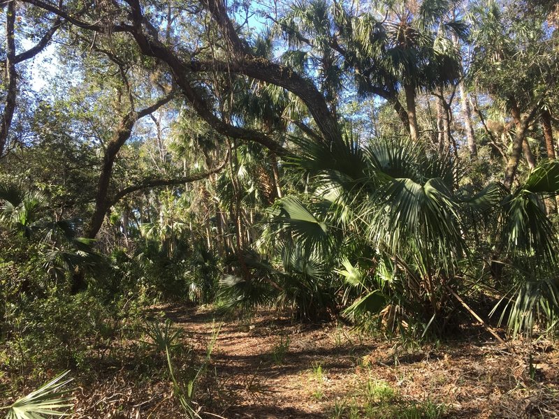 Heading down to Wekiva River basin