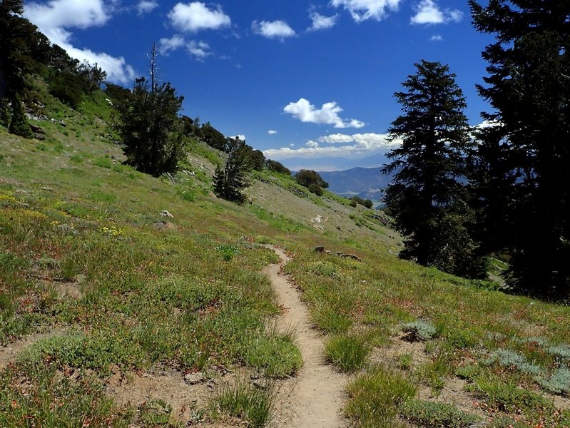 The Wright Lake Trail gains the ridge