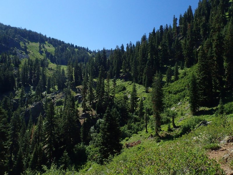 Lush vegetation in Boulder Creek Canyon