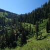 Lush vegetation in Boulder Creek Canyon