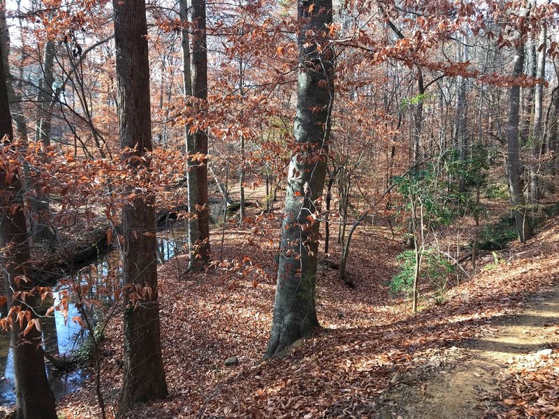 Beech trees holding their leaves in winter