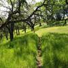 The trail passes through stands of oaks