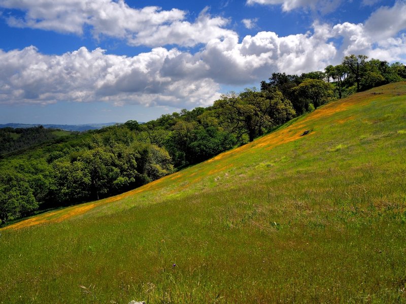 A meadow flush with California poppies