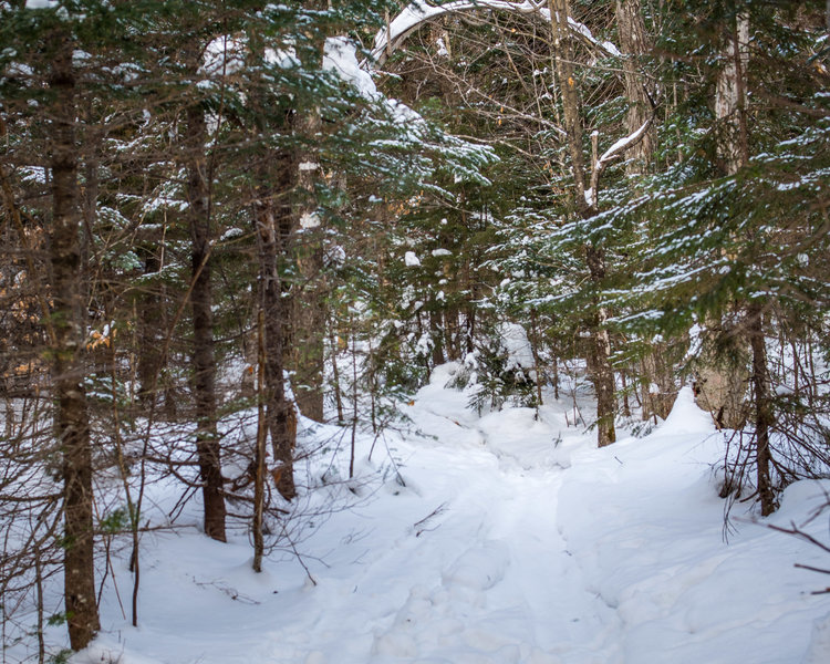 Trail is obvious, but gets deep near the intersection with the Walden Trail.