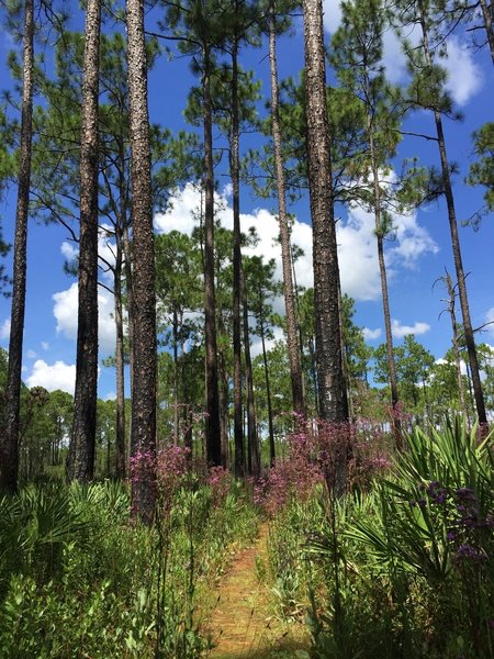 Trail though pine trees