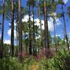 Trail though pine trees